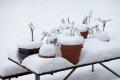 IMG_2505 snow covered plants